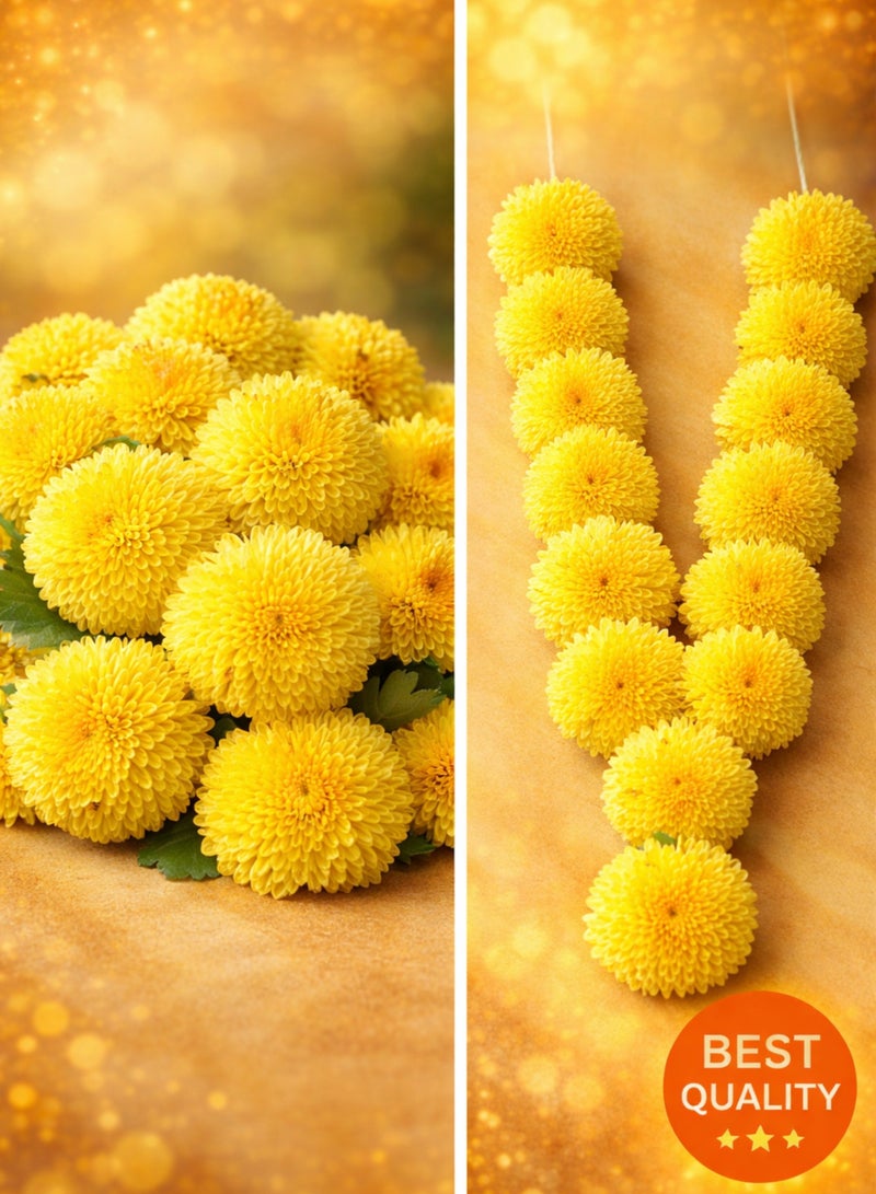 Fresh Yellow Chrysanthemum Flowers (Button Mum) – Handpicked Natural Loose Flowers for Pooja, Decoration & Events - Image 4
